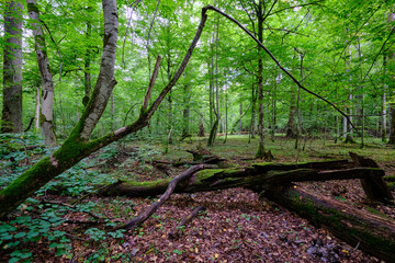 Summertime deciduous forest with broken old trees