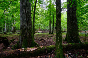 Summertime deciduous forest with broken old trees