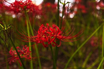 赤い曼珠沙華の風景