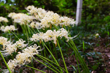白い曼珠沙華の咲く風景
