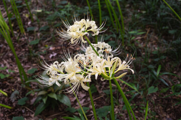 白い曼珠沙華の咲く風景