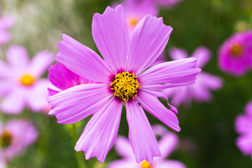 コスモスの花