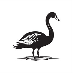 black swan on white,swan, bird, animal, vector, illustration, water, silhouette, symbol, love, lake, nature, art, duck, birds, cartoon, drawing, feather, black, beak, icon, design, wing, swimming, swa