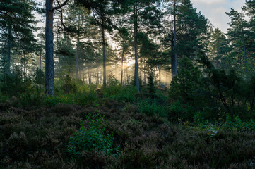 Sunrise through forest on morning walk in September 2024