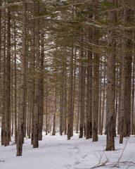 Fototapeta premium 雪山