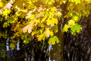 Autumn background-yellow maple leaves in the city Park
