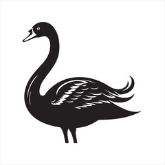 black swan on white background