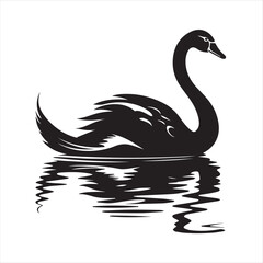 black swan on white background