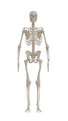 human skeleton isolated on white
