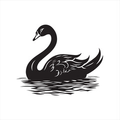 black swan on white background