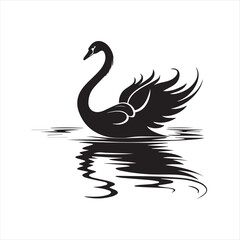 black swan on white background