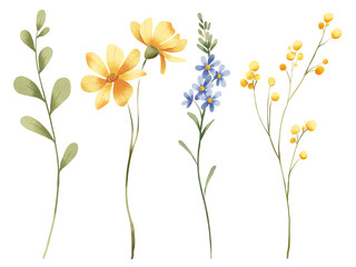 Floral set, flowers and leaves, watercolor digital illustration for greeting card, poster, invitation and other printing design. Isolated on white. Hand drawn.