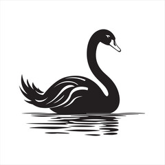 black swan on white background
