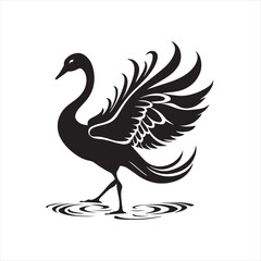 black swan on white background