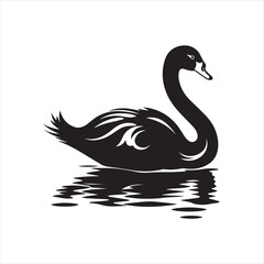 black swan on white background
