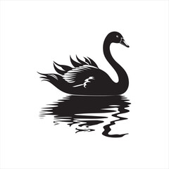 black swan on white background