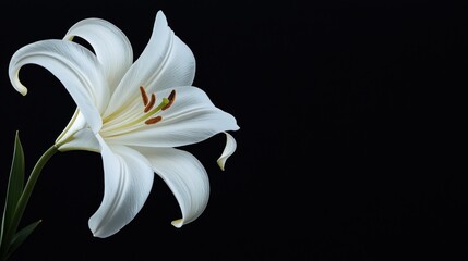 White Lily on Black Background