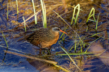 The Virginia rail (Rallus limicola) , small waterbird.  Is a  marsh bird with a long, heavy bill and a short, upturned tail.
