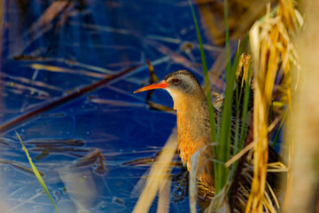 The Virginia rail (Rallus limicola) , small waterbird.  Is a  marsh bird with a long, heavy bill and a short, upturned tail.