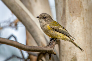 Golden Whistler (Pachycephala pectoralis)