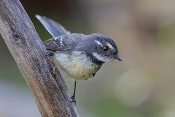 Grey Fantail (Rhipidura albiscapa)