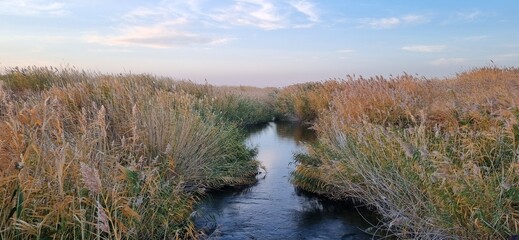 a canal overgrown with reeds on a clear autumn day