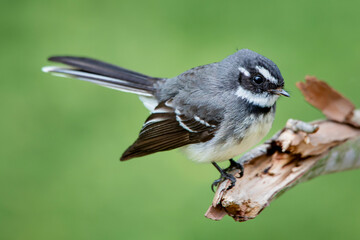 Grey Fantail (Rhipidura albiscapa)