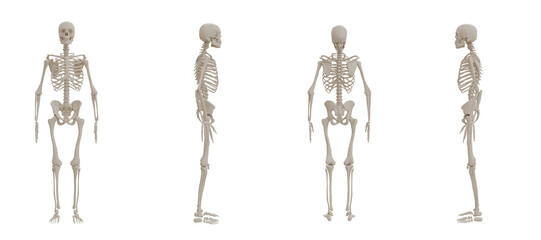 A human skeleton front, back, side posed view medical anatomy transparent PNG