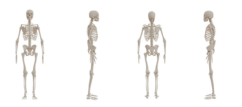 A human skeleton front, back, side posed view medical anatomy transparent PNG