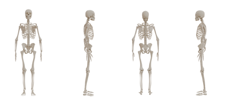 A human skeleton front, back, side posed view medical anatomy transparent PNG - Powered by Adobe