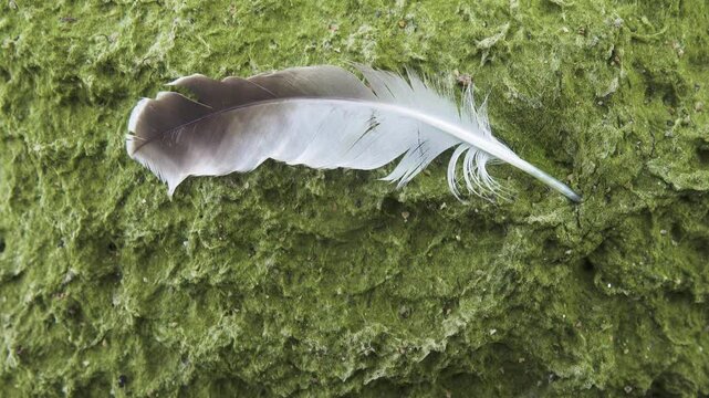 Black feather on a background of green algae (algal mats). Shellduck wing feather (quill feathers), filamentous algae mainly. Water fowl and water vegetation, phreatophyte