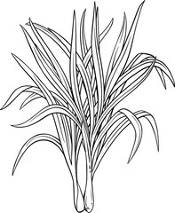 Lemongrass  Plant with  Leaves Outline Illustration.