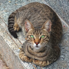 Cat Striped Closeup Top View Brown Green Eyes Stone