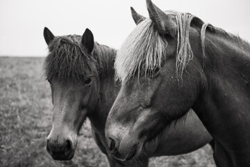 Konie  © Sieku Photo