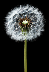 Dandelion blowball isolated on black background. 