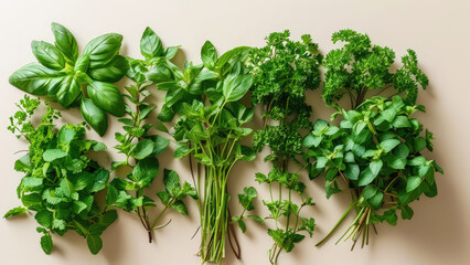 Obraz premium Fresh Hydroponic Herbs: Small Bunches of Flavor
