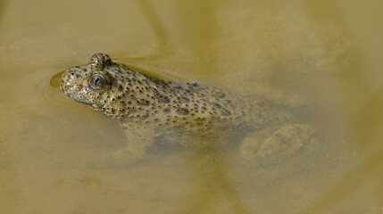 Yellow-bellied toad // Gelbbauchunke  (Bombina variegata) - Blidinje National park, Bosnia and...