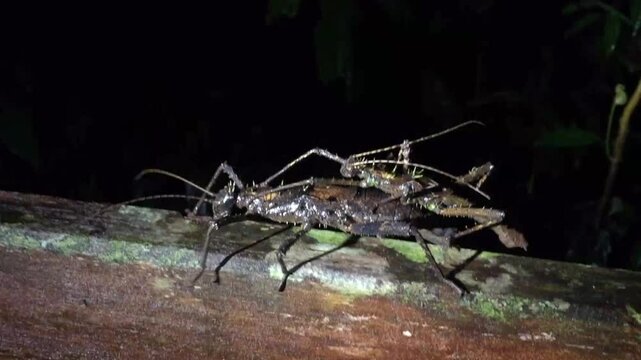 close-up of mating stick insects in Sarawak, Malaysia