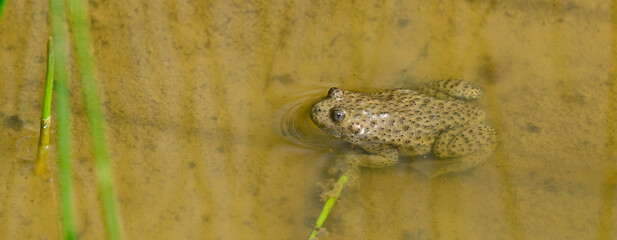 Gelbbauchunke // Yellow-bellied toad (Bombina variegata) - Blidinje Nationalpark,...