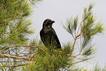 Torresian Crow bird perched on the branches of a pine tree