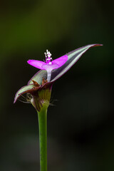 Blossom of Silver inch plant, wandering jew, zebrina pendula tropical flower. Plant background