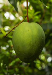 Mango fruit growing on tree. Healthy eating, plant background