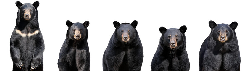 Fototapeta premium Five different poses of a black bear against a white isolated background.