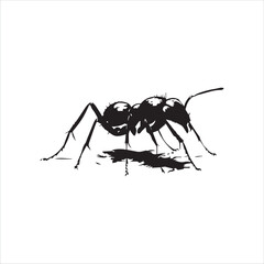 ant isolated on white background