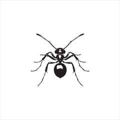 ant isolated on white background