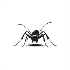 ant isolated on white background