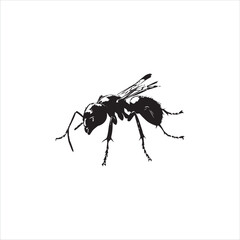 ant isolated on white background