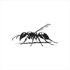 ant isolated on white background