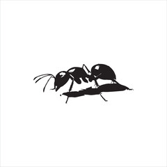 ant isolated on white background