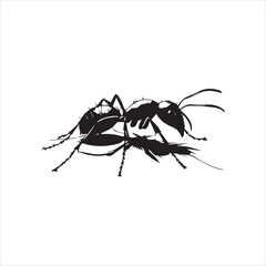 ant isolated on white background